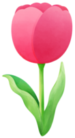 tulpen schilderij roze tulp water kleur tekenfilm stijl hand- getrokken illustratie sakura png