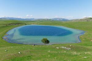 vrazje lago o diablo lago en Durmitor nacional parque, montenegro hermosa vibrante colores de el azul agua y verde césped. solitario árbol siguiente a el lago. viaje concepto. foto