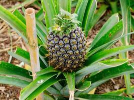 Pineapple plantation, greenhouse in Sao Miguel Island in the Azores, Portugal. Tropical and exotic fruit plantation. photo