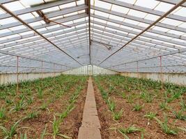 piña plantación, invernadero en sao miguel isla en el azores, Portugal. tropical y exótico Fruta plantación. foto