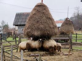 Sheep below a pile of straw during a rainy day. photo