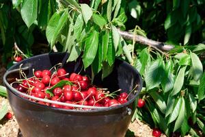 Cherry fruits inside a black bucket after being picked. Organic cherries. photo