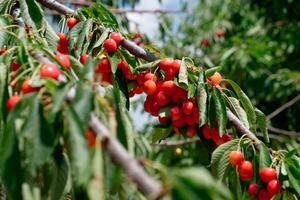 Cherry fruits on the trees. Ripe cherries to be picked. Organic cherries. photo