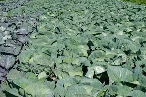 Cabbage plantation. Organic and healthy food. photo