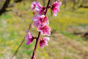 Bright pink peach blossom. Colorful and spectacular fruit tree blossoms. photo