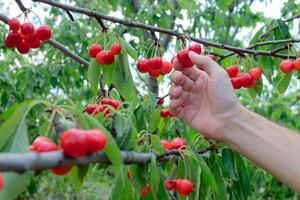 Cherry fruits on the trees. Ripe cherries to be picked. Organic cherries. photo