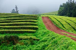 lozano verde campos té plantación en gorreana té fábrica en sao miguel isla en el azores, Portugal. gorreana es el más antiguo, y hoy en día el solamente té plantación en Europa. foto