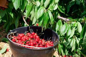 Cereza frutas dentro un negro Cubeta después siendo escogido. orgánico cerezas. foto