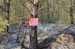 Red mine sign marks the edge of a known minefield  in the forest. Danger mines. Aftermath of war. Scars of armed conflict. photo