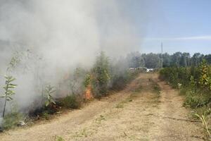 ardiente campo. siguiente a un suciedad la carretera. incendio forestal. incendio forestal foto