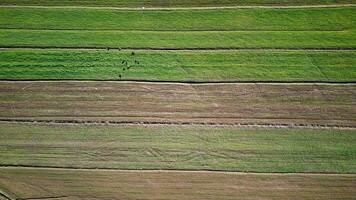 Aerial drone view of agricultural fields. Cultivating crops and farming. photo