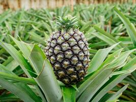 Pineapple plantation, greenhouse in Sao Miguel Island in the Azores, Portugal. Tropical and exotic fruit plantation. photo