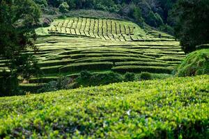 lozano verde campos té plantación en gorreana té fábrica en sao miguel isla en el azores, Portugal. gorreana es el más antiguo, y hoy en día el solamente té plantación en Europa. foto