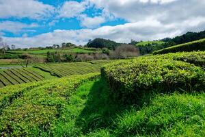 lozano verde campos té plantación en gorreana té fábrica en sao miguel isla en el azores, Portugal. gorreana es el más antiguo, y hoy en día el solamente té plantación en Europa. foto