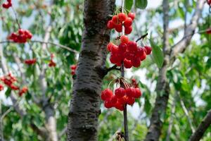 Cereza frutas en el arboles maduro cerezas a ser escogido. orgánico cerezas. foto