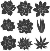 Silhouette Succulent plant black color only vector