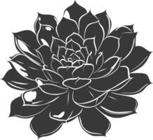 Silhouette Succulent plant black color only vector