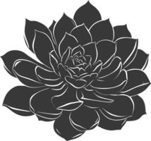 Silhouette Succulent plant black color only vector