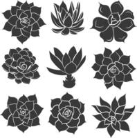 Silhouette Succulent plant black color only vector