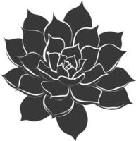 Silhouette Succulent plant black color only vector