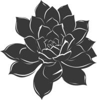 Silhouette Succulent plant black color only vector