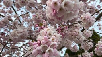 verklig blommande träd mot bakgrund av mjuk blå himmel träd gren, sommar ClipArt, höst ClipArt, natur, skog, bakgrund, körsbär blomma, vår blomma, Japan, körsbär blomma gren med blommor video
