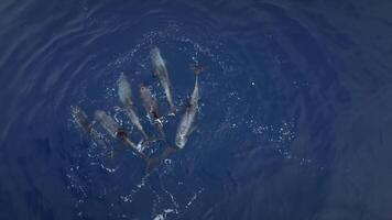 Pod of dolphins swimming in the ocean top view video