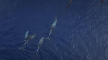 Pod of dolphins swimming in the ocean top view video