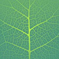 Leaf vein texture abstract background with close up plant leaf cells ornament texture pattern. vector