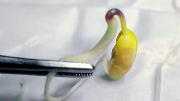 Tiny Sprouts being investigated in Laboratory. Researcher holding Germinated Sprout with Tweezers. Close up of Soybean Sprout under Research. Concept of Biotechnology video