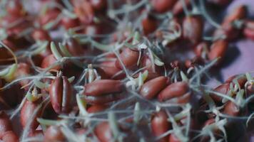 cultivado em laboratório brotos do trigo debaixo pesquisar. fechar acima do germinado brotos durante laboratório teste. conceito do bio Engenharia, estude e cultivo video