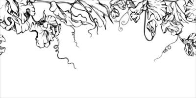 mano dibujado gráfico tinta ilustración botánico flores hojas. dulce eterno guisante, arveja enredadera legumbre. sin costura bandera aislado en blanco antecedentes. diseño boda, amor tarjetas, floral tienda vector