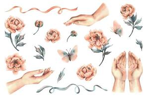 Female hands in different positions with flowers, buds and leaves of peach-colored peonies, butterflies and ribbons. Hand drawn watercolor illustration. Set of elements isolated from background vector