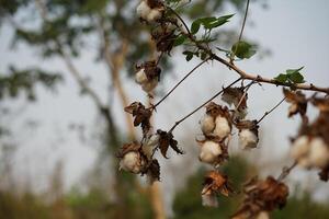 A blossoming organic white natural cotton plant photo