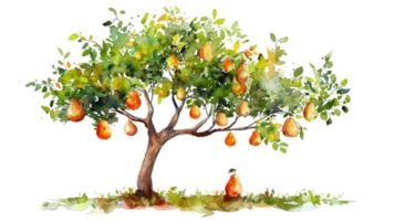 Pear Tree in Watercolor on isolated Transparent background. Format png