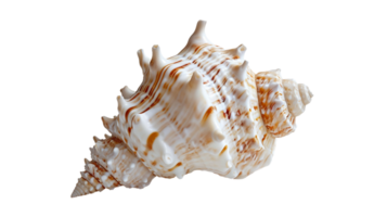 Seashell Siren, on the transparent background. Format png