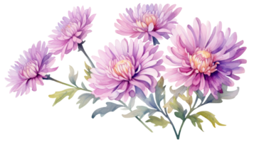Clean Watercolor Aster Flower Illustration on isolated Transparent background. Format png