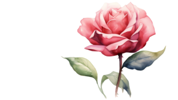 Solitary Watercolor Rose Blossom Isolated on isolated Transparent background. Format png