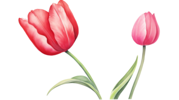 Isolated Closed Tulip Watercolor on isolated Transparent background. Format png