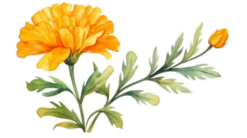 Isolated Watercolor Marigold Flower Element on isolated Transparent background. Format png