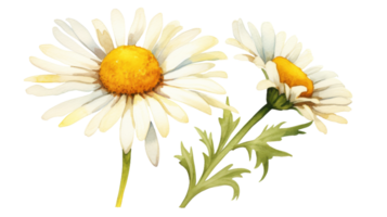 Isolated Watercolor Daisy Flower Element on isolated Transparent background. Format png