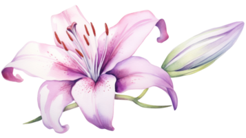 Simple Lily Floral Element in Watercolor on isolated Transparent background. Format png