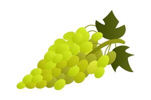 Bunch of green grapes. Simple Realistic berries fruit. Vine. Healthy food. Gradient colors. Harvest. Isolated object. Color image. illustration. vector