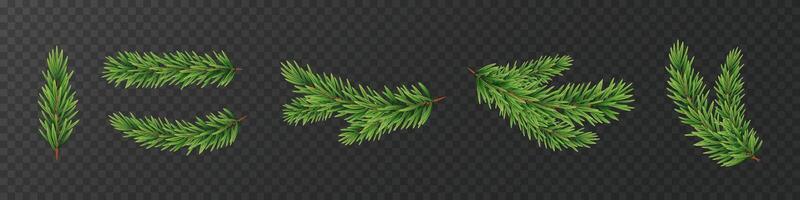 Fir branch realistic set. Pine tree green branches. vector