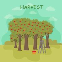 Apple orchard with basket of apples. The harvest of apples. vector