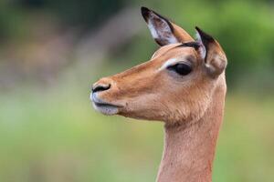 Alert Impala in Kruger NP photo