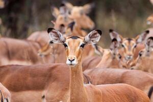 impala en el Estar atento foto