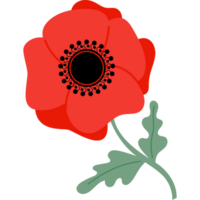 rote Mohnblume png