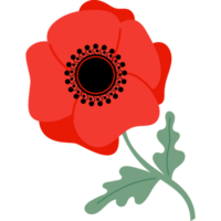 Red poppy flower png