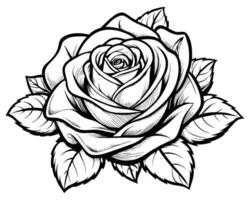 Black and white rose vector